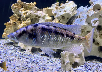 Malawi Gar - (Lichnochromis acuticeps)