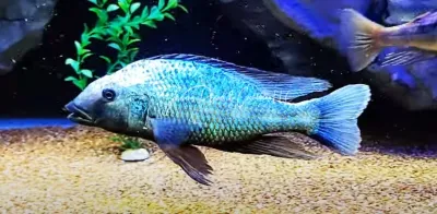 Fossorochromis Rostratus