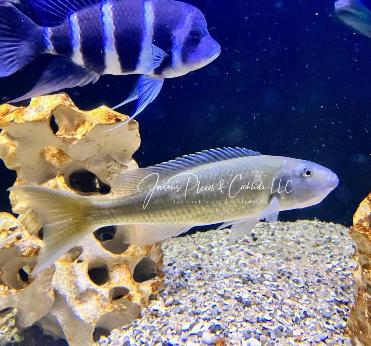 Malawi Trout For Cichlid Sale Online