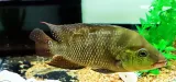 Red Terror Cichlid/Festae Cichlid - (Mesoheros festae)