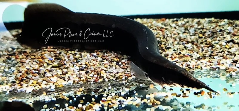 Borneo Python Eel | Eels For Sale Online