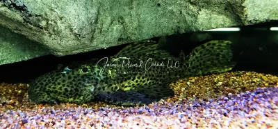 L096/L160 Spiny Monster Pleco/Coffee and Cream Cactus Pleco - (Pseudacanthicus spinosus)