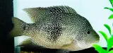 Texas Cichlid - (Herichthys cyanoguttatus)