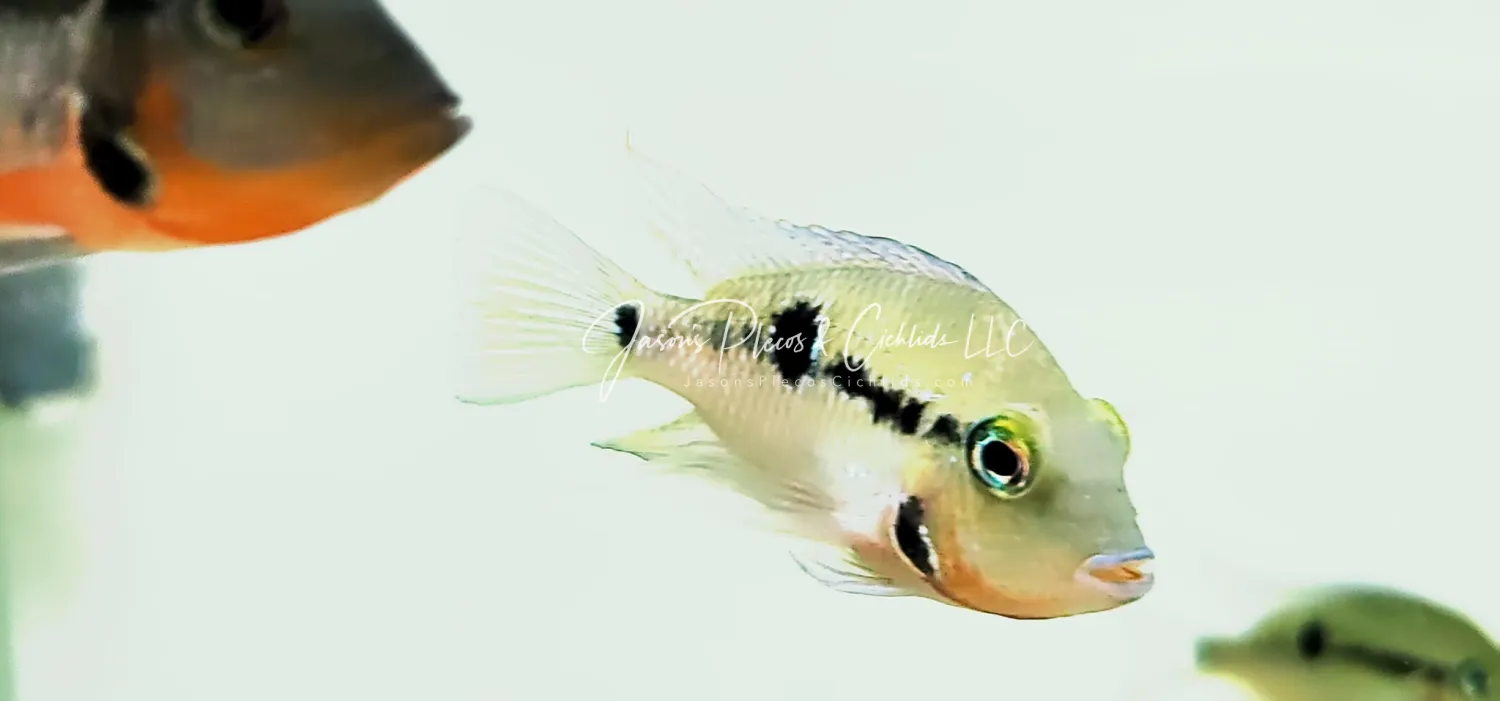 Firemouth Cichlid For Sale Online