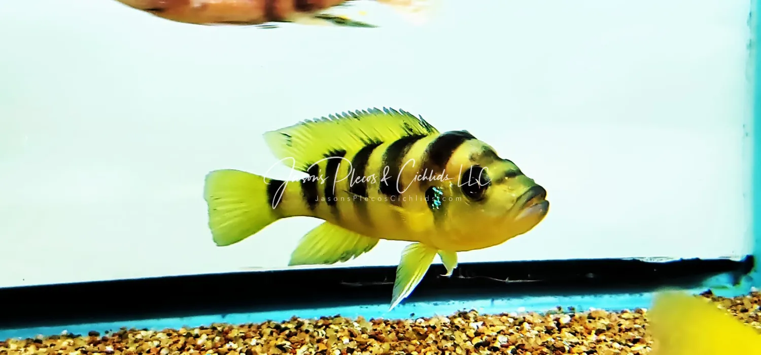 Six-barred Lamprologus - (Neolamprologus sexfasciatus)