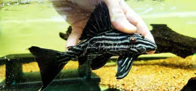 L027 Xingu Royal Pleco For Sale Online