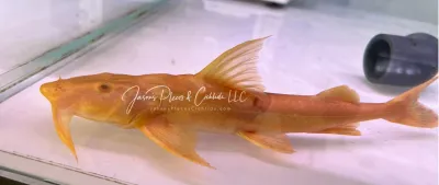 Albino Goonch Catfish For Sale Online