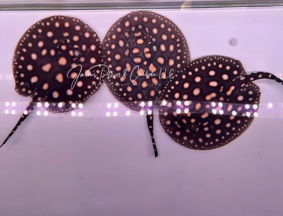 Black Diamond Stingray - (Potamotrygon leopoldi) For Sale Online