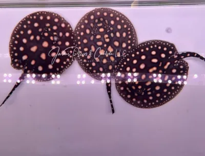 Black Diamond Stingray - (Potamotrygon leopoldi) For Sale Online