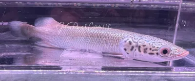 Arapaima - (Arapaima Gigas)