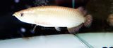 African Arowana - (Heterotis niloticus)