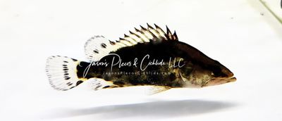 Chinese Perch - (Siniperca whiteheadi)