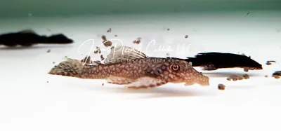 Peru Ancistrus For Sale Online