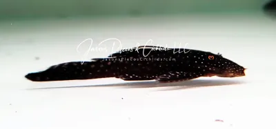 Peru Ancistrus For Sale Online