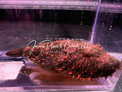 Hairy Puffer - (Tetraodon baileyi)