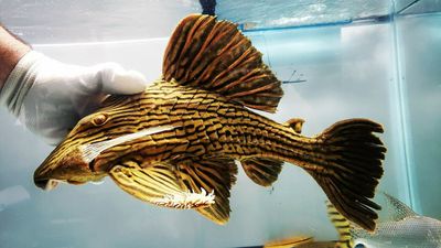 Plecos