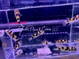 Amazon Puffer - (Colomesus asellus)