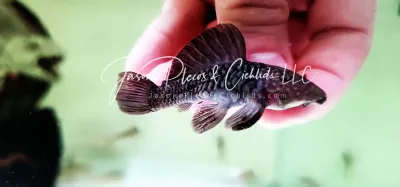 LDA046 Wormline Chubby Pleco for Sale Online