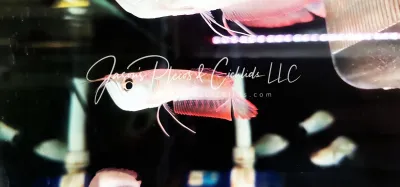 Silver Arowana For Sale Online