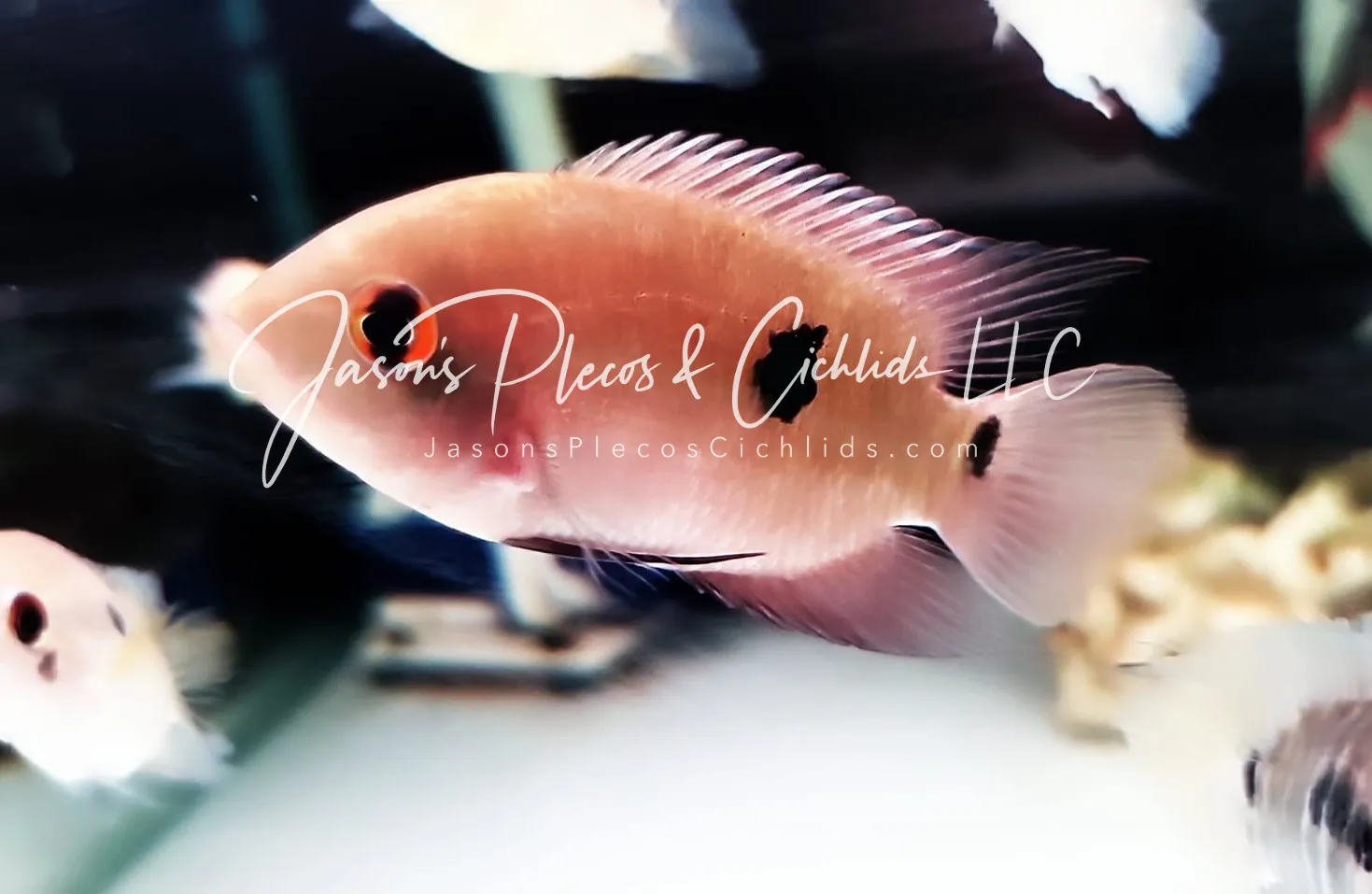 Chocolate Cichlid - (Hypselecara temporalis)