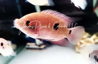 Chocolate Cichlid - (Hypselecara temporalis)