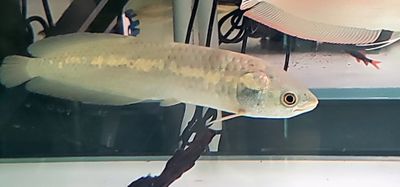 African Arowana For Sale Online