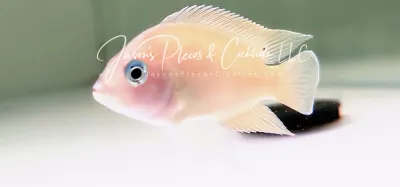 Variabilichromis Moorii For Sale Online