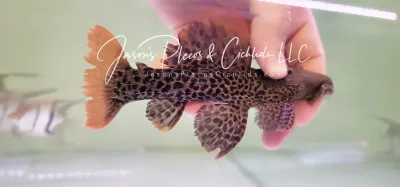 L600 Leopard Cactus Pleco - (Pseudacanthicus leopardus)