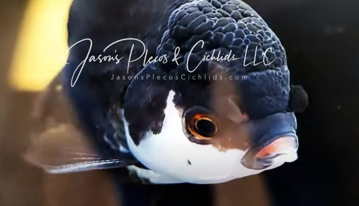 Oranda Goldfish - (Carassius auratus)