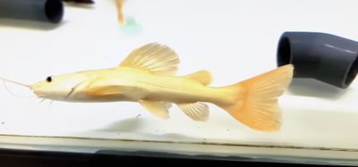 Platinum Redtail Catfish - (Phractocephalus Hemioliopterus)