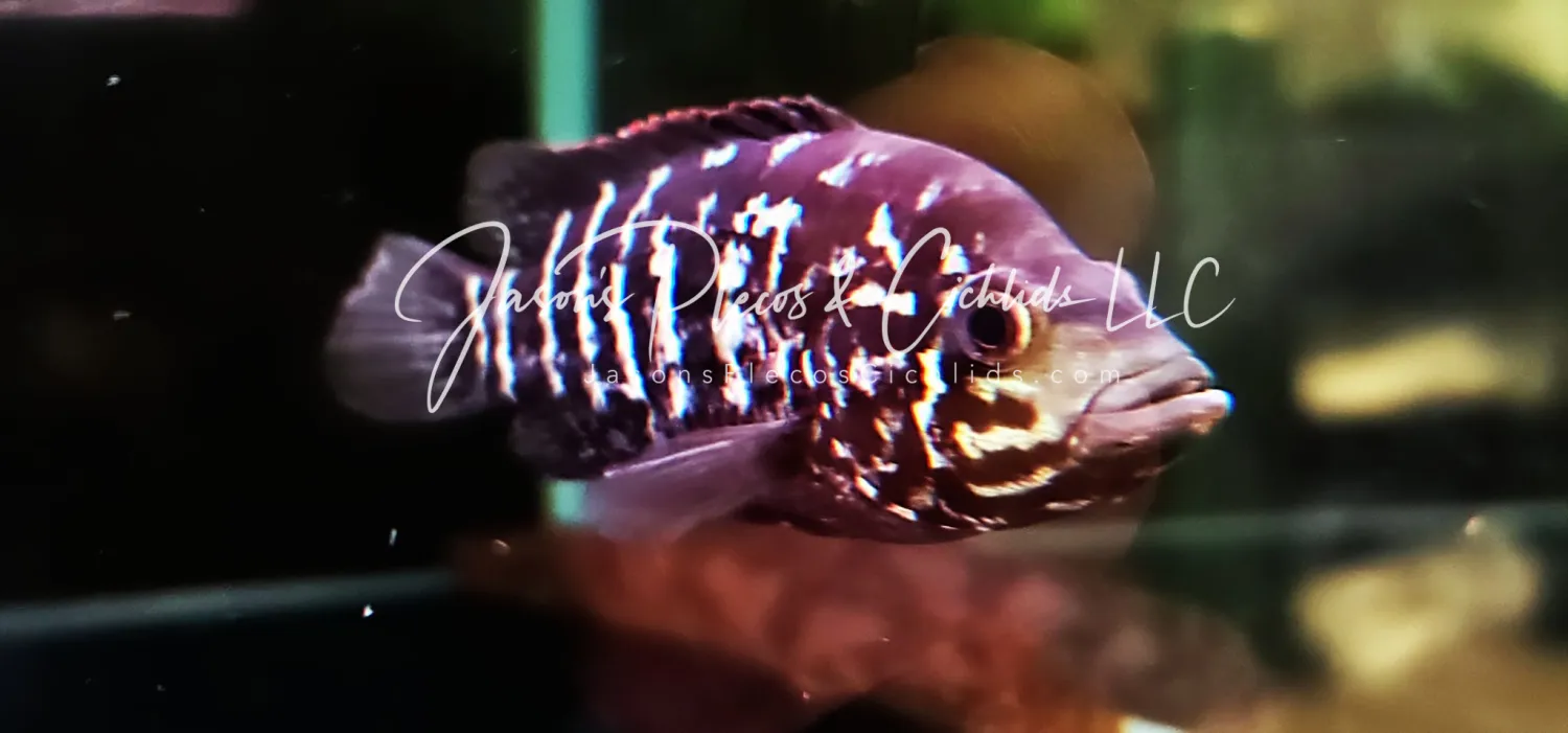 Cuban Cichlid For Sale Online