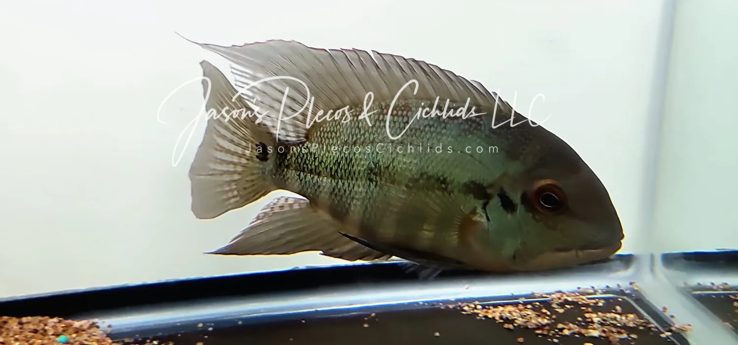 True Parrot Cichlid - (Hoplarchus psittacus)