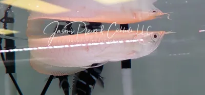 Albino Silver Arowana For Sale Online