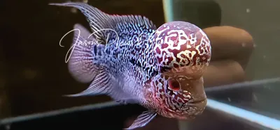 Super Red Dragon Flowerhorn For Sale Online