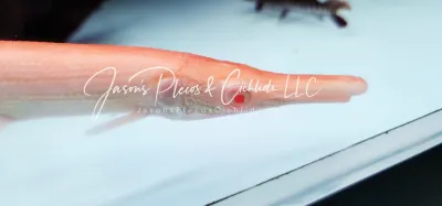 Albino Golden Alligator Gar - (Atractosteus Spatula)
