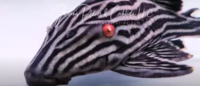 L190 Royal Pleco - (Panaque nigrolineatus)