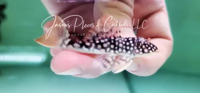 L014 Sunshine Pleco/Goldie Pleco - (Scobinancistrus aureatus)