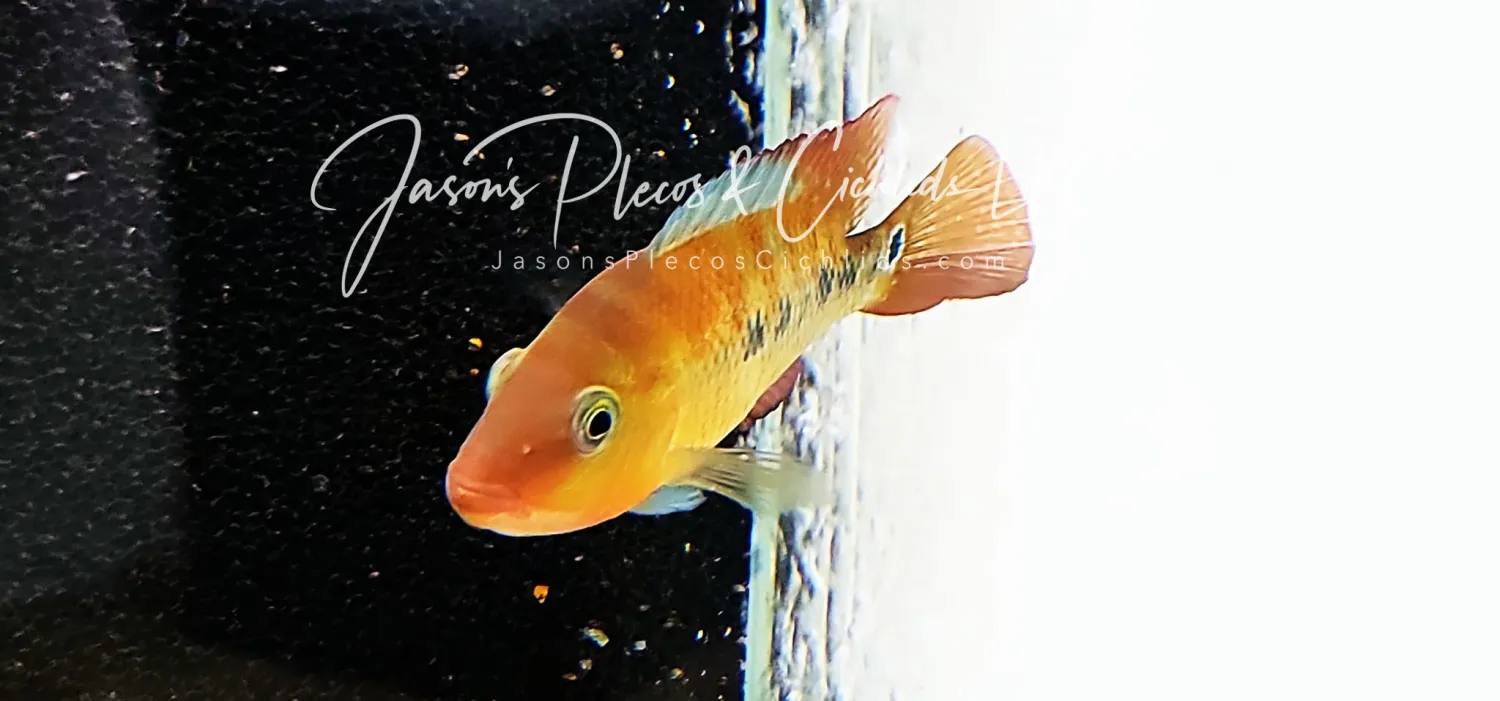 Festae cichlid care hotsell