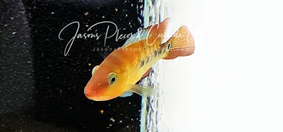 Red Terror Cichlid/Festae Cichlid - (Mesoheros festae)