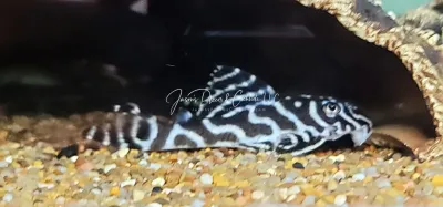 L236 Cracked Zebra Pleco - (Hypancistrus sp.)