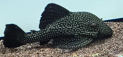 L330 Watermelon Pleco - (Panaque nigrolineatus laurafabianae)