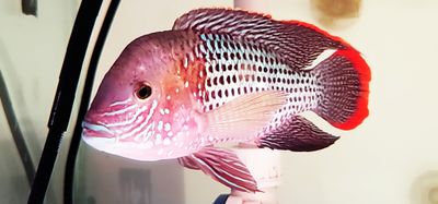 Green Terror Cichlid/White-Gold Saum Cichlid - (Andinoacara rivulatus)