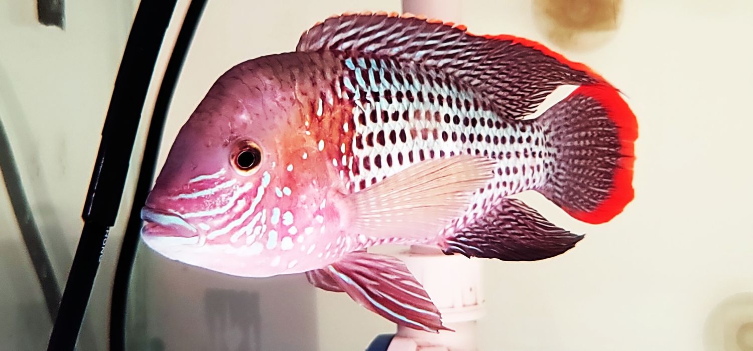 Green Terror Cichlid/White-Gold Saum Cichlid - (Andinoacara rivulatus)
