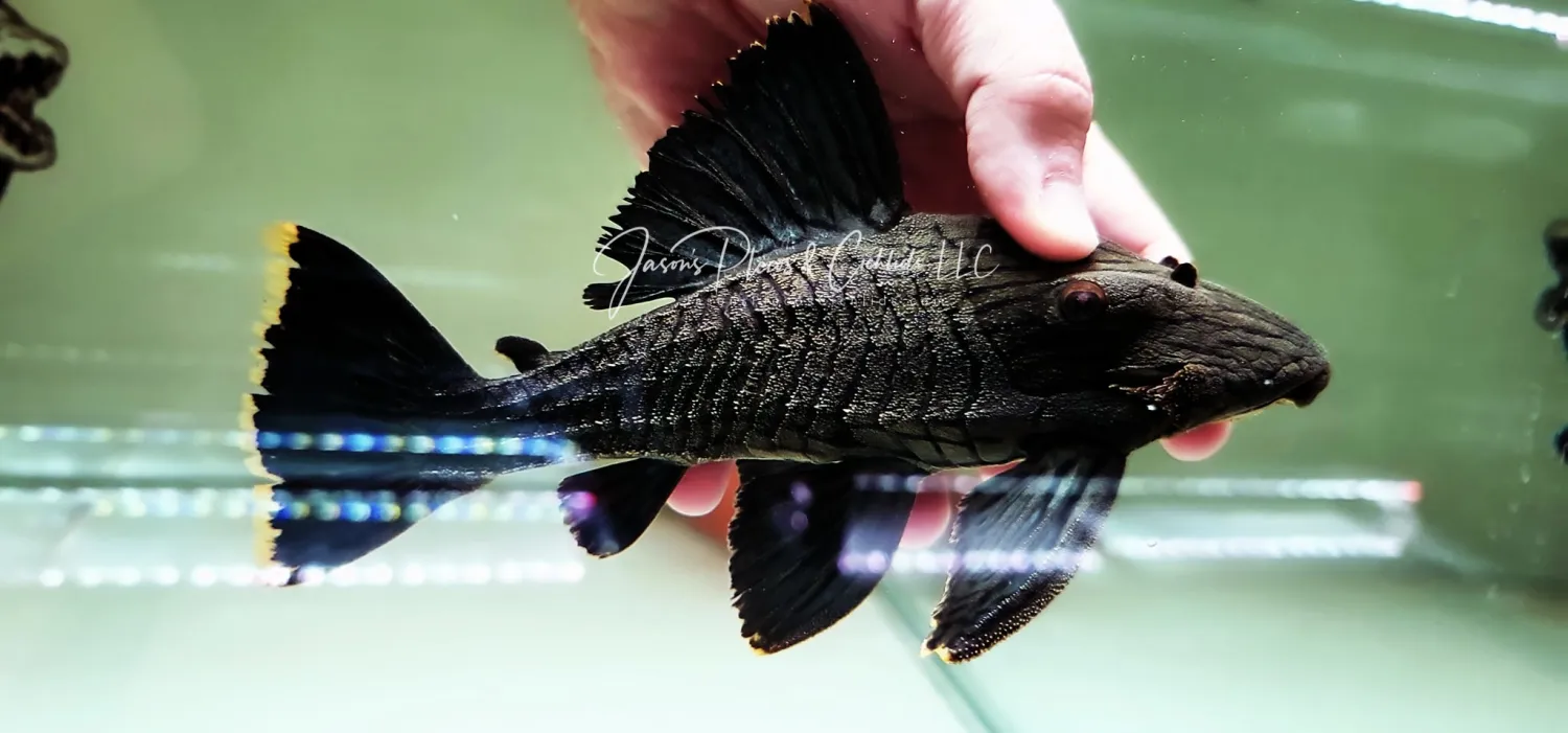 L418 Shampupa Royal Pleco - (Panaque titan)