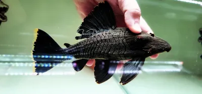 L418 Shampupa Royal Pleco - (Panaque titan)