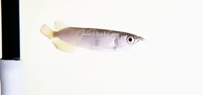 Jardini Arowana - (Scleropages jardinii)