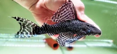 L453 King Arabesque Pleco - (Panaqolus sp.)