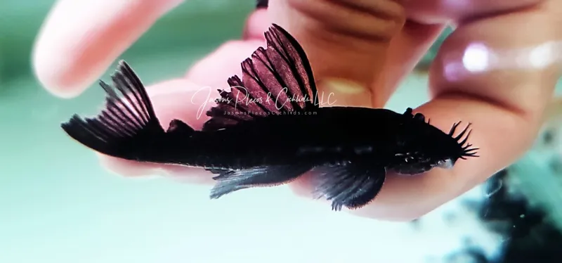 レア　Anne spore celect from pleco レア Anne spore celect from pleco True Zebra Pleco L-46 Tank