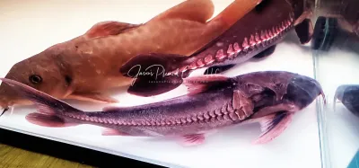 Centrodoras brachiatus