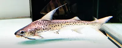 Lince Catfish - (Platynematichthys notatus)